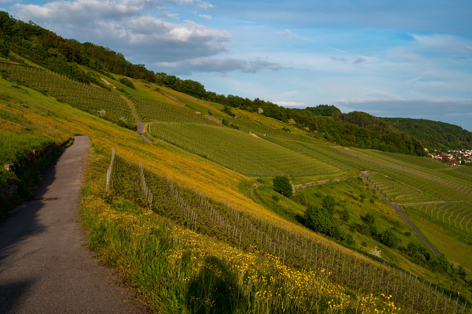 Vineyards Ingelfingen