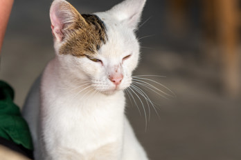 Cat in a cafe near the temple of Aphaia