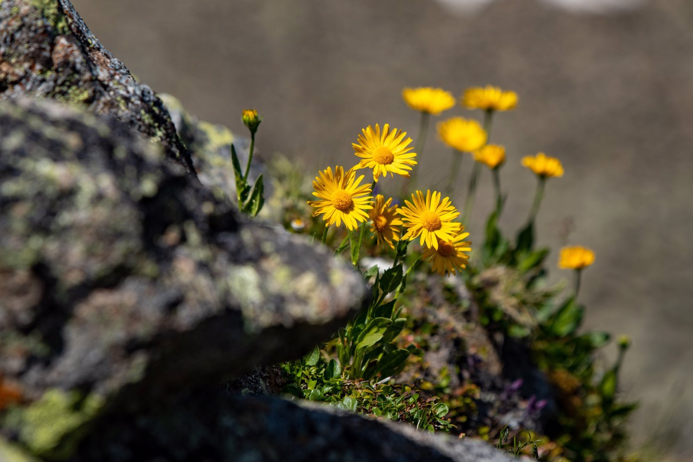 Yellow Alpine Flowers