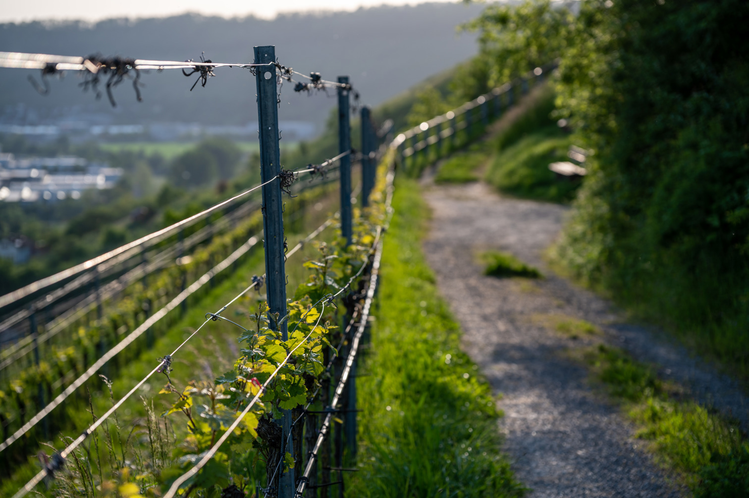 Young vines near Ingelfingen